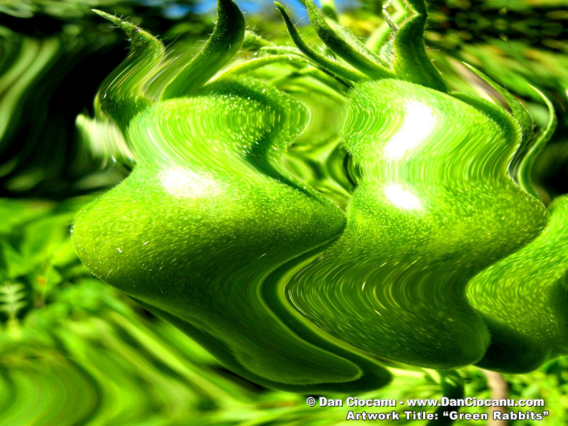 Green Rabbits - original art by Dan Ciocanu Green Rabbits - original art by Dan Ciocanu