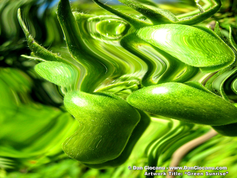 Green Sunrise - signed abstract artwork by Dan Ciocanu Green Sunrise - signed abstract artwork by Dan Ciocanu
